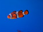 zeeaquarium 108 (Medium).jpg