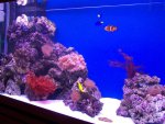 zeeaquarium 119 (Medium).jpg