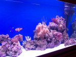 zeeaquarium 120 (Medium).jpg