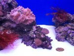 zeeaquarium 115 (Medium).jpg