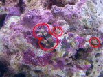zeeaquarium 110 (Medium).jpg