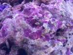 zeeaquarium 111 (Medium).jpg