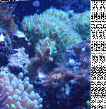 frogskin.gif frogskin.gif