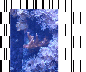 Hystrix.gif