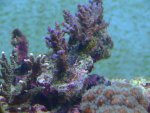 DSCF0095.JPG