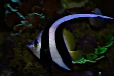 Heniochus Acouminatus.jpg