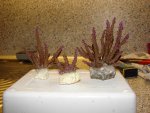 DSC00003.JPG