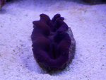 Afbeelding 067 (Medium).jpg