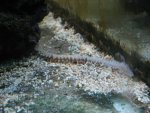 borstelworm.jpg