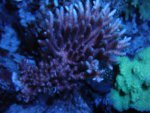 DSC01602.JPG