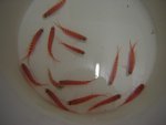 DSC01654.JPG