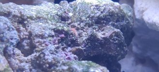 Borstelworm.jpg Borstelworm.jpg