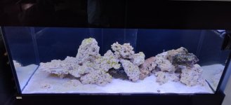 Zee aquarium week 4.jpg Zee aquarium week 4.jpg
