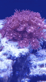 GIF-210816_191518.gif