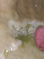IMG_20210919_001644.jpg