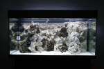 aquarium-2.png