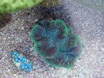 doopvontboven.JPG