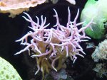 hystrixmoeder.JPG