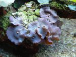 oortjes.JPG