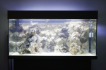 aquarium-3.png
