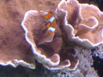 zeeaquaria 505.jpg