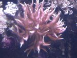 zeeaquaria 509.jpg
