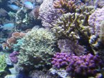 zeeaquaria 510.jpg