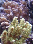 zeeaquaria 516.jpg