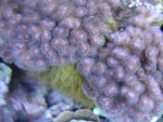 zeeaquaria 533.jpg