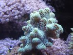 zeeaquaria 524.jpg