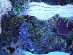 zeeaquaria 532.jpg