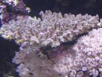 zeeaquaria 494.jpg