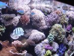 zeeaquaria 536.jpg