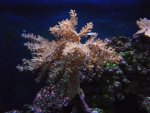 forum 7 kenia.JPG