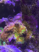 IMG_1008 (1).jpeg