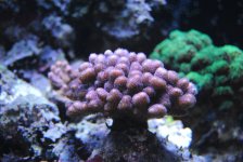 DSC_0420.JPG