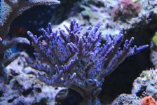 DSC_0423.JPG