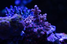 DSC01483.jpg