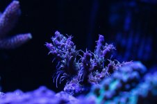 DSC01468.jpg
