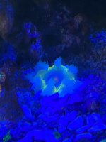 A9362BDC-00A4-406B-8D9A-AB474DBF3F03.jpeg A9362BDC-00A4-406B-8D9A-AB474DBF3F03.jpeg