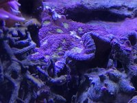 B79E7C62-53B9-47E2-94BD-DF2AB47754F7.jpeg B79E7C62-53B9-47E2-94BD-DF2AB47754F7.jpeg
