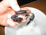 Krab.jpg