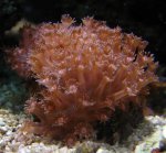 goniopora (Small).jpg