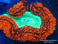 IMG_0950 (Medium).JPG