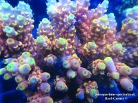 IMG_0980 (Medium).JPG