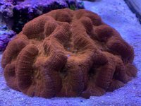 0B582085-1A41-4542-B77F-CE10DD7015F5.jpeg 0B582085-1A41-4542-B77F-CE10DD7015F5.jpeg
