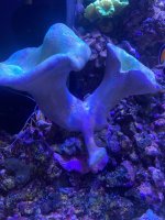 F01035B9-9CA6-471C-98D2-3859AD4AD739.jpeg
