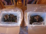 DSC00238.JPG