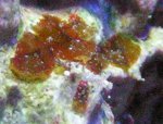 planaria 1.jpg