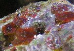 planaria 2.jpg